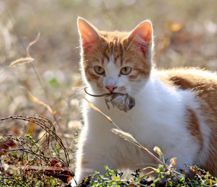 猫抓老鼠并不是为了吃真实原因让人有些心疼小老鼠