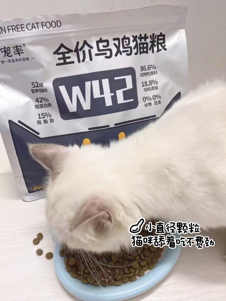 一只猫笨头笨脑会有这些共同特征你家猫中招了吗