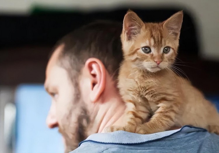 如果猫咪有这几个特征暗示是报恩猫养对了！