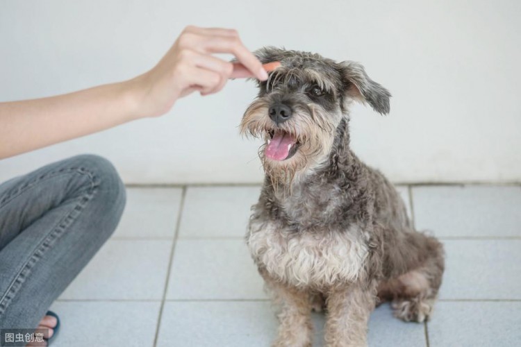 为什么雪纳瑞犬逐渐退出宠物圈网友：毛病太多了