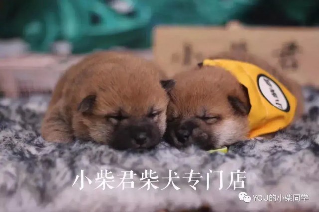 柴犬聪明吗柴犬智商分析